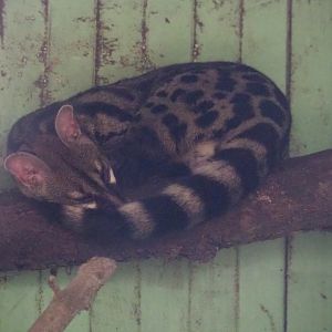 Cape genet (Genetta tigrina), 2019-08-04