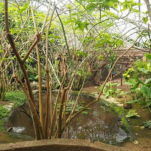 Pond in the tropical house, 2019-08-04