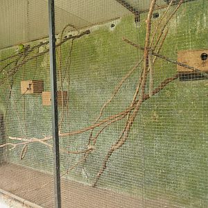 Olive-headed lorikeet aviary, 2019-08-04