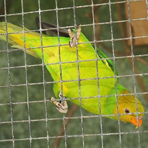 Olive-headed lorikeet (Trichoglossus euteles), 2019-08-04