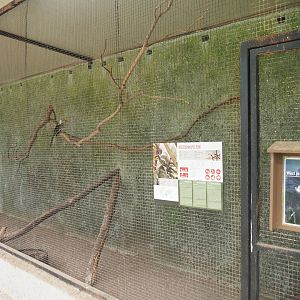 Red-billed hornbill aviary, 2019-08-04