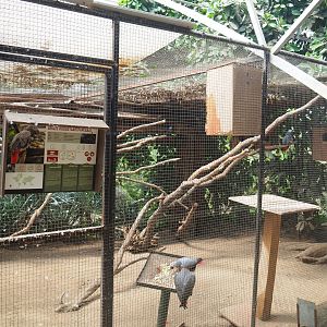 Congo African grey parrot aviary, 2019-08-04