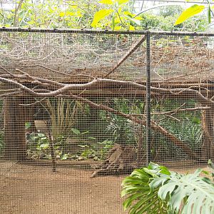 Tropical house separation aviary, 2019-08-04