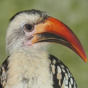 Red-billed hornbill (Tockus erythrorhynchus), 2019-08-04