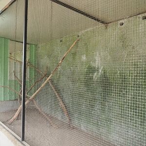 Silvery-cheeked hornbill aviary, 2019-08-04