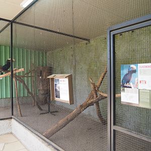 Silvery-cheeked hornbill aviary, 2019-08-04