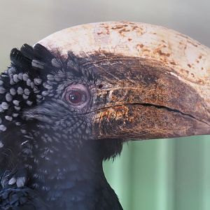 Male Silvery-cheeked hornbill (Bycanistes brevis), 2019-08-04
