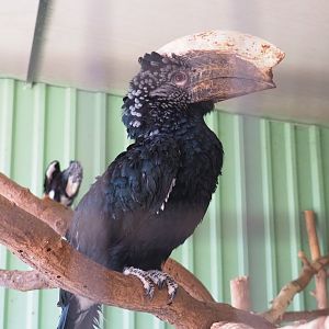 Male Silvery-cheeked hornbill (Bycanistes brevis), 2019-08-04