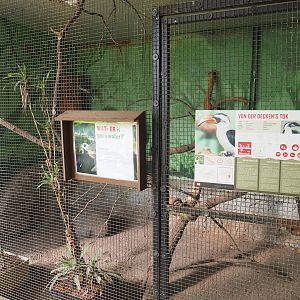 Von der Decken's hornbill aviary, 2019-08-04