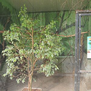 Bearded barbet aviary, 2019-08-04