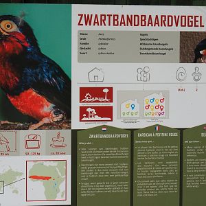 Bearded barbet signage, 2019-08-04