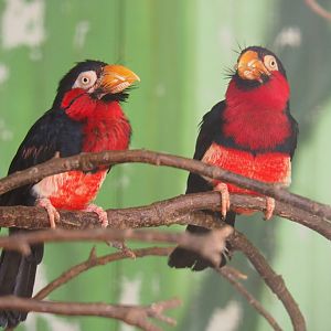 Bearded barbets (Lybius dubius), 2019-08-04