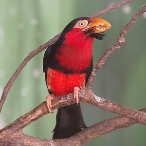 Bearded barbet (Lybius dubius), 2019-08-04