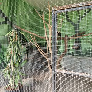 Red-crested turaco aviary, 2019-08-04