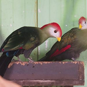 Red-crested turacos (Tauraco erythrolophus), 2019-08-04