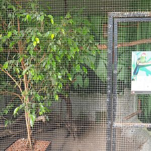 Red-crested turaco aviary, 2019-08-04