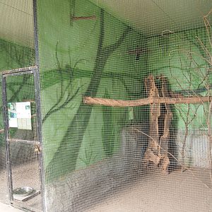 White-cheeked turaco aviary, 2019-08-04