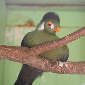 White-cheeked turaco (Tauraco leucotis leucotis), 2019-08-04