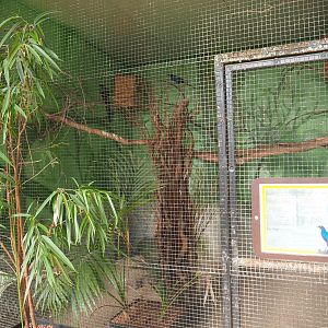 Long-tailed glossy starling aviary, 2019-08-04