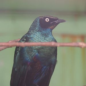 Long-tailed glossy-starling (Lamprotornis caudatus), 2019-08-04