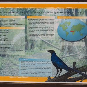 Long-tailed glossy starling signage, 2019-08-04