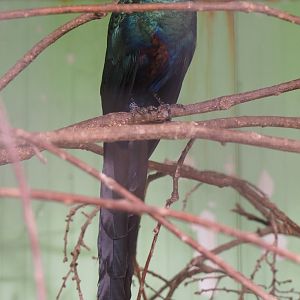Long-tailed glossy-starling (Lamprotornis caudatus), 2019-08-04