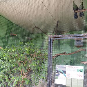 Livingstone's turaco aviary, 2019-08-04