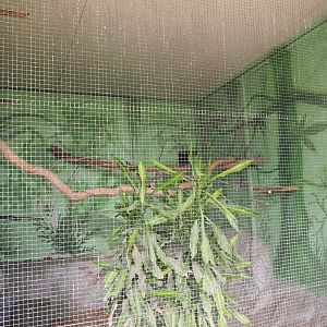 Livingstone's turaco aviary, 2019-08-04