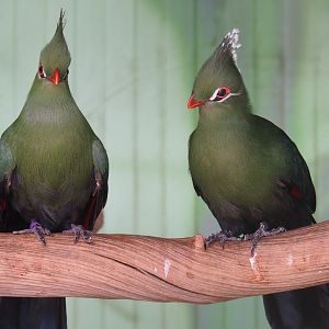 Livingstone's turacos (Tauraco livingstonii), 2019-08-04