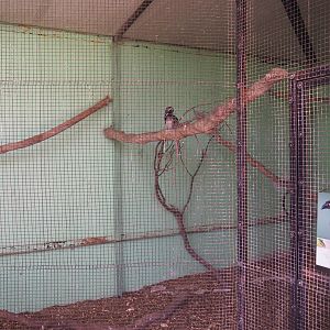 African grey hornbill aviary, 2019-08-04