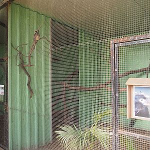 African grey hornbill aviary, 2019-08-04