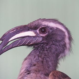 African grey hornbill (Lophoceros nasutus), 2019-08-04