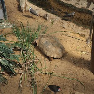 African spurred tortoise (Centrochelys sulcata) and three types of lapwing, 2019-08-04