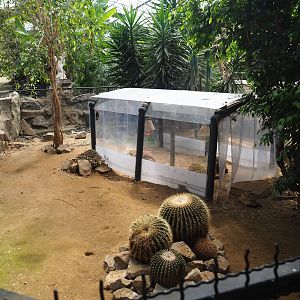 Leopard tortoise paddock, 2019-08-04