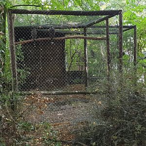 Harris'hawk "aviary"