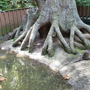 Coypu enclosure