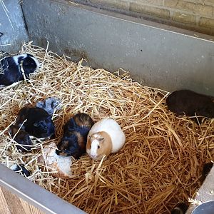 Guinea-pig "enclosure"