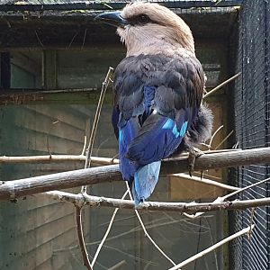 Blue-bellied roller