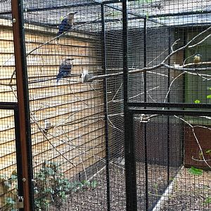Roller - Motmot aviaries