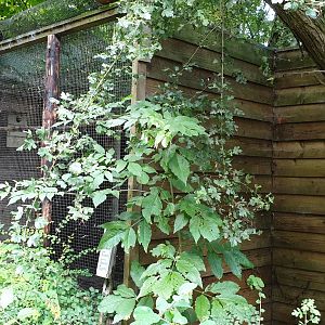 Crowned pigeon enclosure