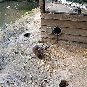 Asian small-clawed otter enclosure
