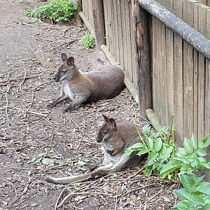 Red-necked wallabies