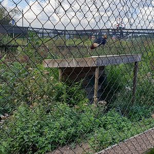 Wading bird - (water) fowl aviary