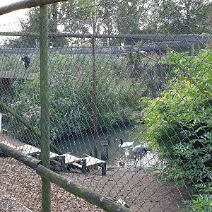 Another mixed species aviary