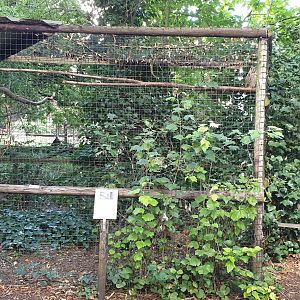 Long-eared owl aviary