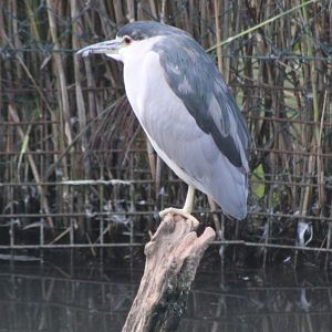 Black-crowned night heron