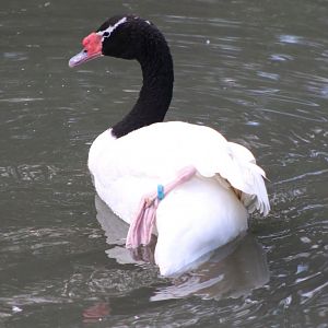 Black-necked swan
