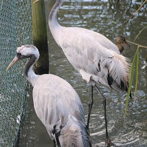 European cranes