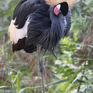 Black crowned crane
