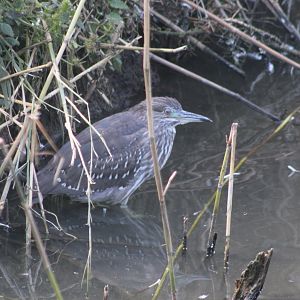 Juvenile Black-crowned night heron